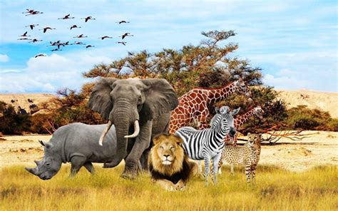 African Animals Wallpaper Hd Eumolpo Wallpapers
