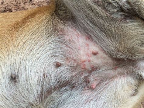 Groin Rash On Dog With Photos Our Vet Shares What To Do
