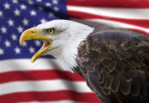 Bald Eagle And Usa Flag High Quality Animal Stock Photos ~ Creative