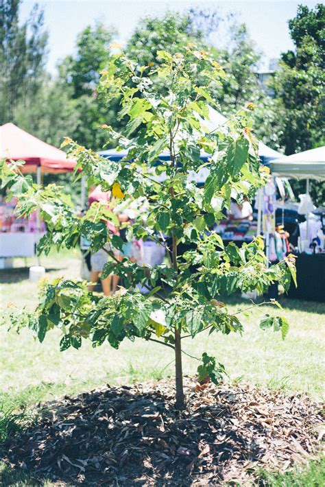 newmarket creative markets what is on in brisbane the weekend edition