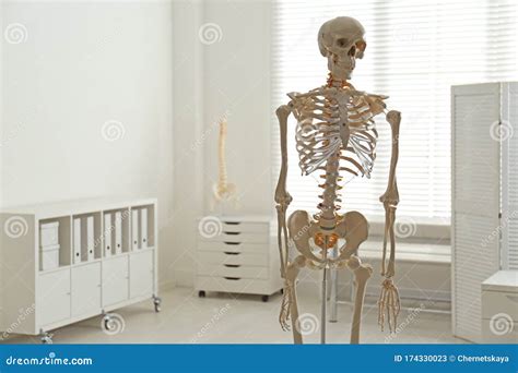 Human Skeleton Model In Orthopedist`s Office Stock Image Image Of