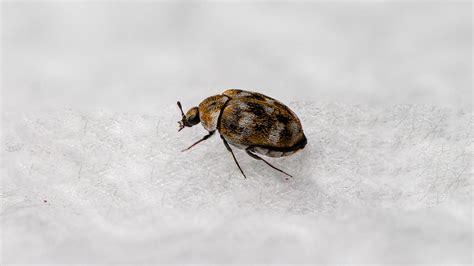 5 Bugs That Look Like Ticks That You Should Watch Out For Pest Control