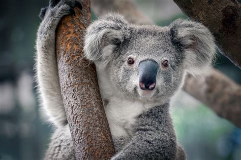 Koala Genome Sequencing Will Help Survival Rates For The Species