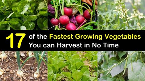 17 Of The Fastest Growing Vegetables You Can Harvest In No Time