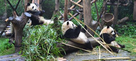 Pandas In Chengdu Research Base Of Giant Panda Breeding