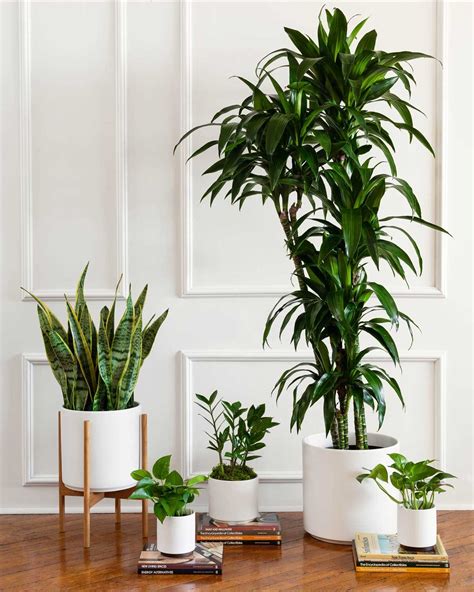 The Best Air Purifying Plants For The Office — Plant Care Tips And More
