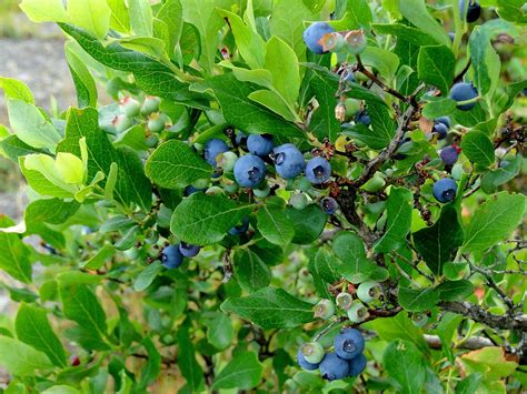 Vaccinium Corymbosum Highbush Blueberry Lincoln Landscaping