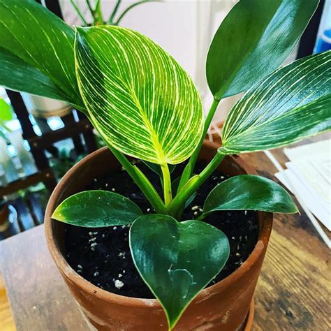 Philodendron yang Menawan, Tanaman Bergenre Daun Jagonya ...