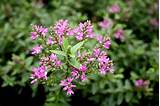 Photos of Shrub With Small Pink Flowers