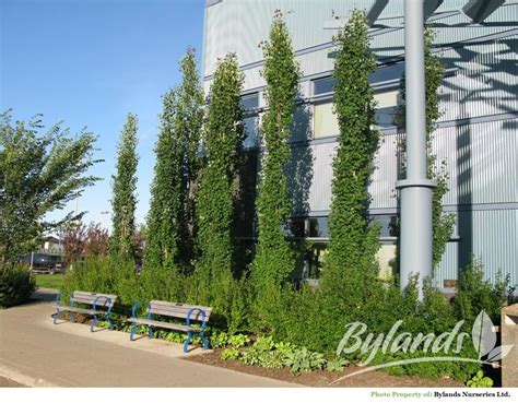 Swedish Columnar Aspen Populus Tremula Erecta Bylands Nurseries