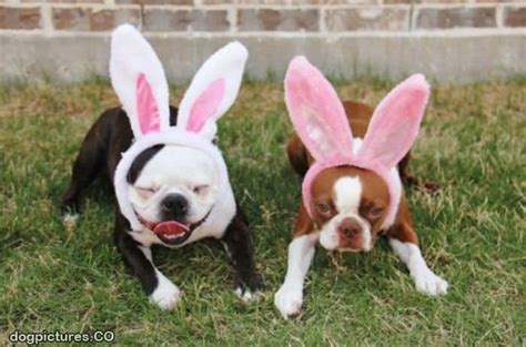 20 Dogs Wearing Bunny Ears An Easter Miracle Dogvacay Official Blog