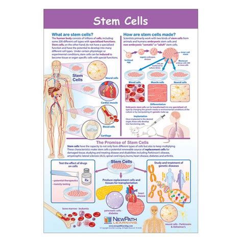 Stem Cells Poster Laminated Newpath Learning