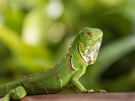 Small Green Iguana Closeup Mystart