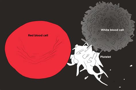 Histology White Blood Cell Statpearls Ncbi Bookshelf