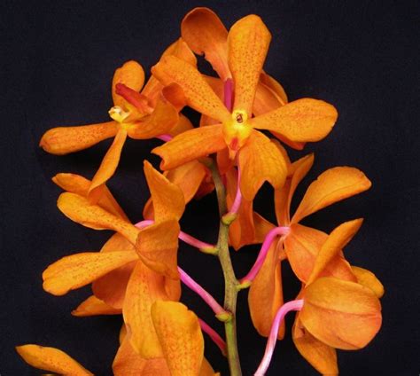 HOA PHONG LAN VIỆT VIETNAM ORCHIDS orange orchids