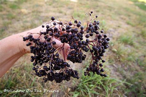 Growing Elderberry For All About Elderberries With Norms Farms