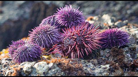 New Unisea Urchin Recipe Coastal Foraging Catch And Cook Youtube