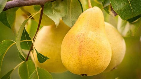 Pear Cultivation Guide Top Varieties Climate Requirements