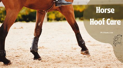 Horse Hoof Care Keep Your Horses Hooves Healthy Petsium