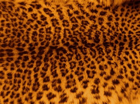 Free Images Texture Wildlife Fur Orange Pattern