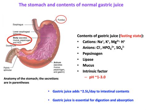 Regulation And Disorders Of Gastric Secretion Flashcards Quizlet