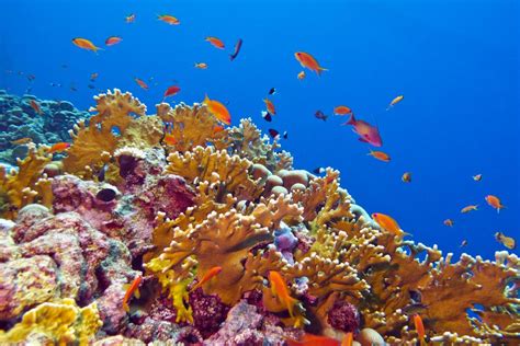 Dead Zones Affect Dozens Of Coral Reefs Around The World And Threaten