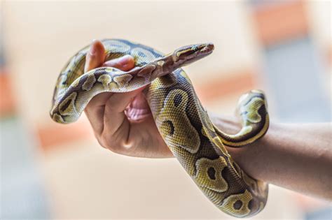 A List Of Popular Types Of Pet Snakes With Facts And Pictures