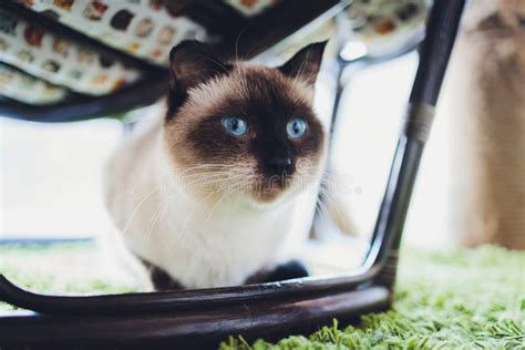 111 Long Haired Burmese Cat Stock Photos Free And Royalty Free Stock