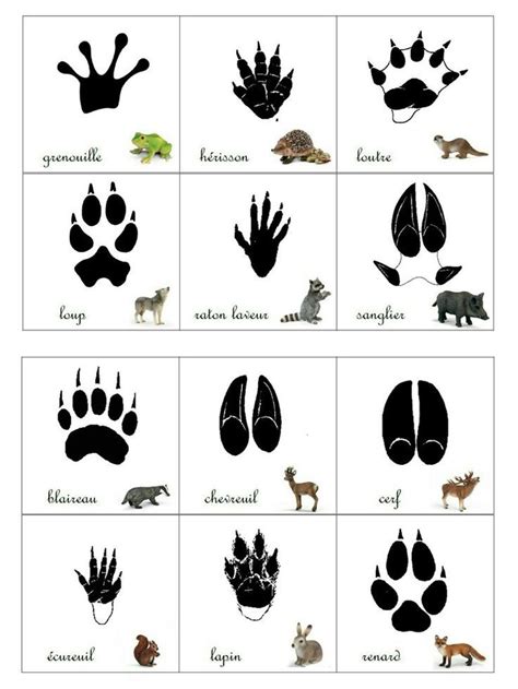 We did not find results for: Pin von Roksolana Mukha auf Raton laveur | Tiere ...