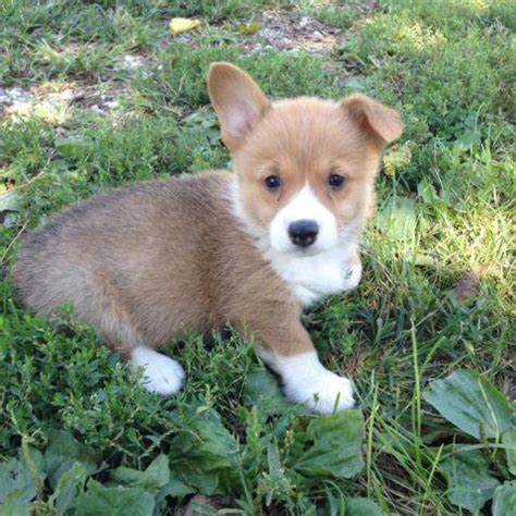 The search tool above returns a list of breeders located nearest to the zip or postal code you. Corgi Puppies for Sale in Peru, Nebraska Classified ...