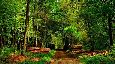 Hd Wallpaper Timber Forest Path Logs Nature And Landscapes