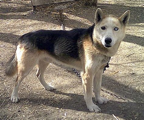 Pedigree database siberian husky » sapsuk of seppala. 最良かつ最も包括的な Seppala Siberian Husky Puppies Price - さととめ
