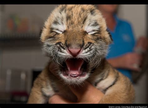 Rare Amur Tiger Cubs Born At Columbus Zoo Photos Video Huffpost