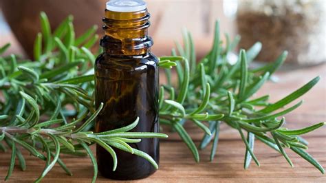 Rosemary Essential Oil For Hair Growth Guide To Use 2024