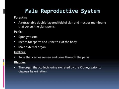 Ppt Male Reproductive System Powerpoint Presentation Free Download