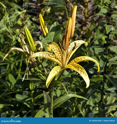 Yellow Tiger Lily In The Garden Stock Photo Image Of Botanical Leaf