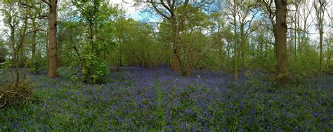 Bluebell Wood Panoramic 186464315 Flickr