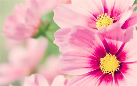 15 Outstanding Pink Flower Desktop Wallpaper Hd You Can Get It Free Of
