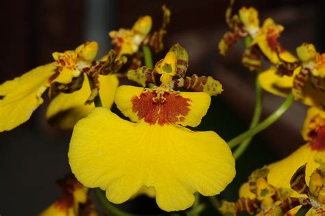 Oncidium Oncidiinae Cymbidieae Epidendroideae Good Beginnings Alliance V2