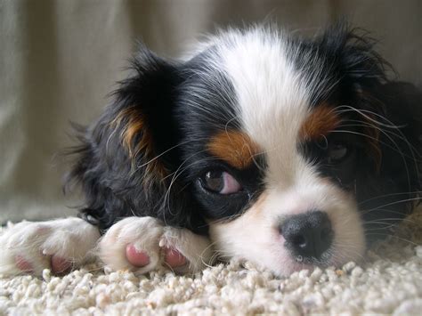 My Puppy Tricolor Cavalier King Charles Spaniel Cavalier King