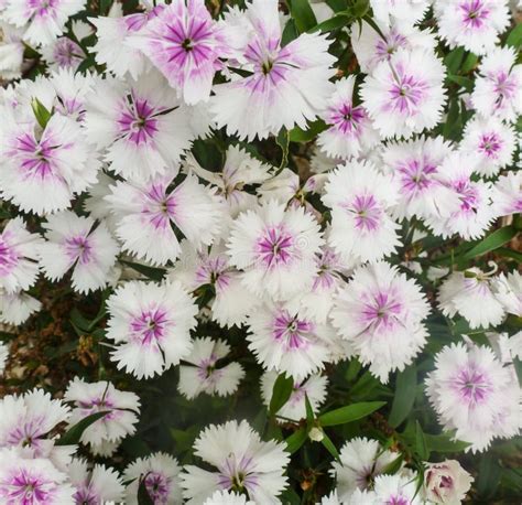 White Flower Purple Center Images Download 3953 Royalty Free Photos