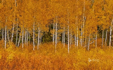 20 Bing Autumn Landscapes Images Wallpapers