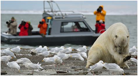 Polar Bear Viewing And Photo Tour Photos Wild Alaska Travel