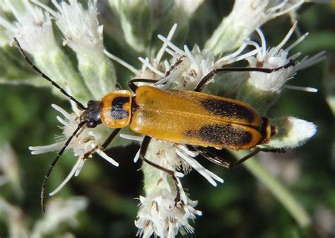 Goldenrod Soldier Beetle Identification Life Cycle Facts And Pictures