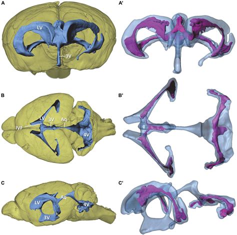 Frontiers Morphology Of The Murine Choroid Plexus Attachment Regions