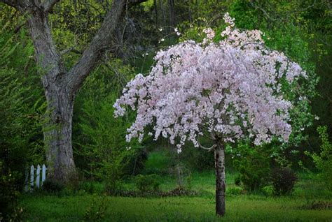 4 Best Cherry Trees To Grow In The South Gardeners Path