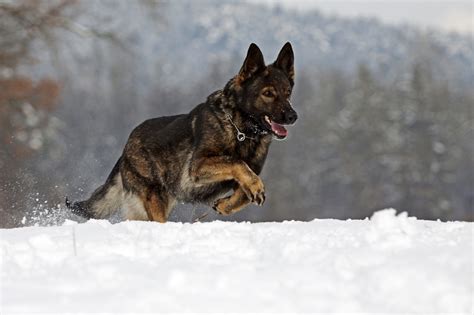 German Shepherd From California Seeing Snow For The 1st Time Melts Hearts