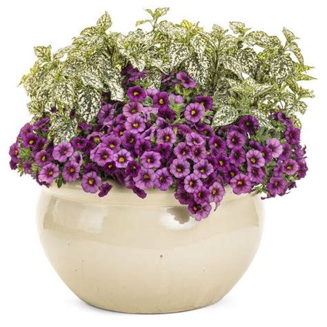 Intense Proven Winners Container Gardening Proven Winners Flowers