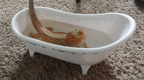 Here Is A Picture If My Bearded Dragon Taking A Bath In A Mini Bathtub
