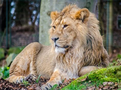 The Asiatic Lion In Search Of Lions In India ⋆ Greaves India